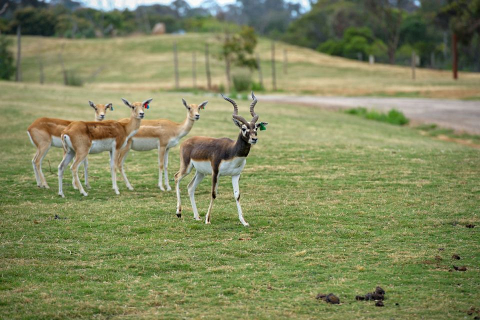 Melbourne: Werribee Open Range Zoo Admission Ticket - Key Points