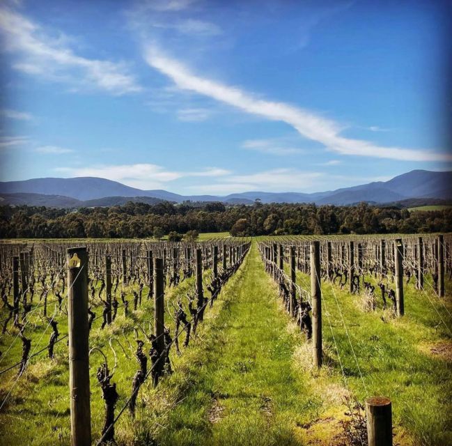 Melbourne: Yarra Valley, Chandon, Cheese and Kangaroos Tour - Recap