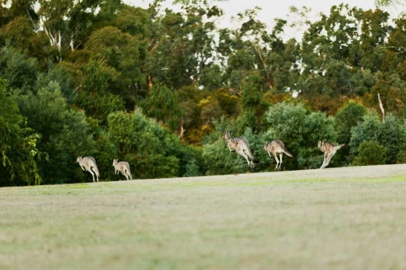 Melbourne: Yarra Valley Wine Bubbles & Kangaroos Tour - Practical Tips for Travelers