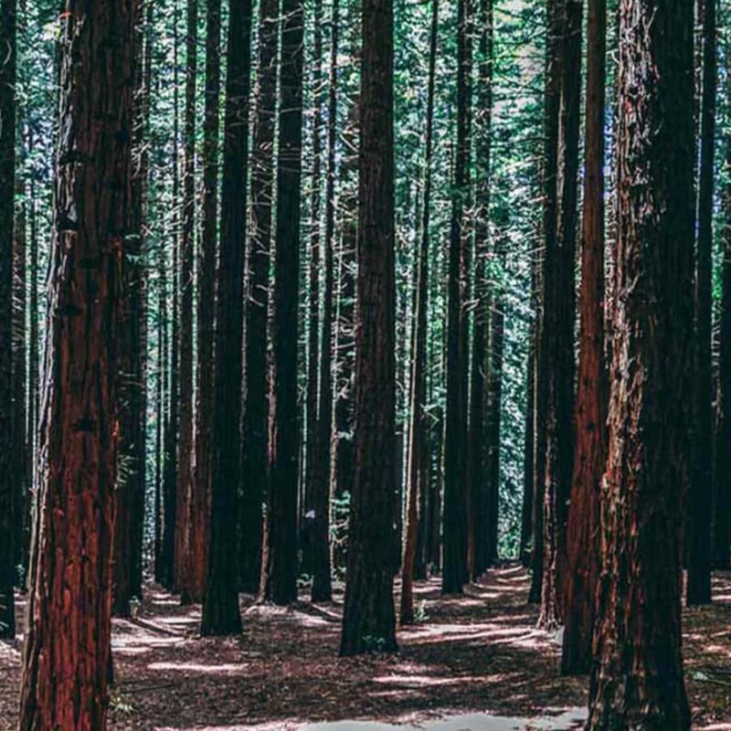 Melbourne: Yarra Valley Wine & Cherry Picking Day Trip - Exploring the Itinerary in Detail