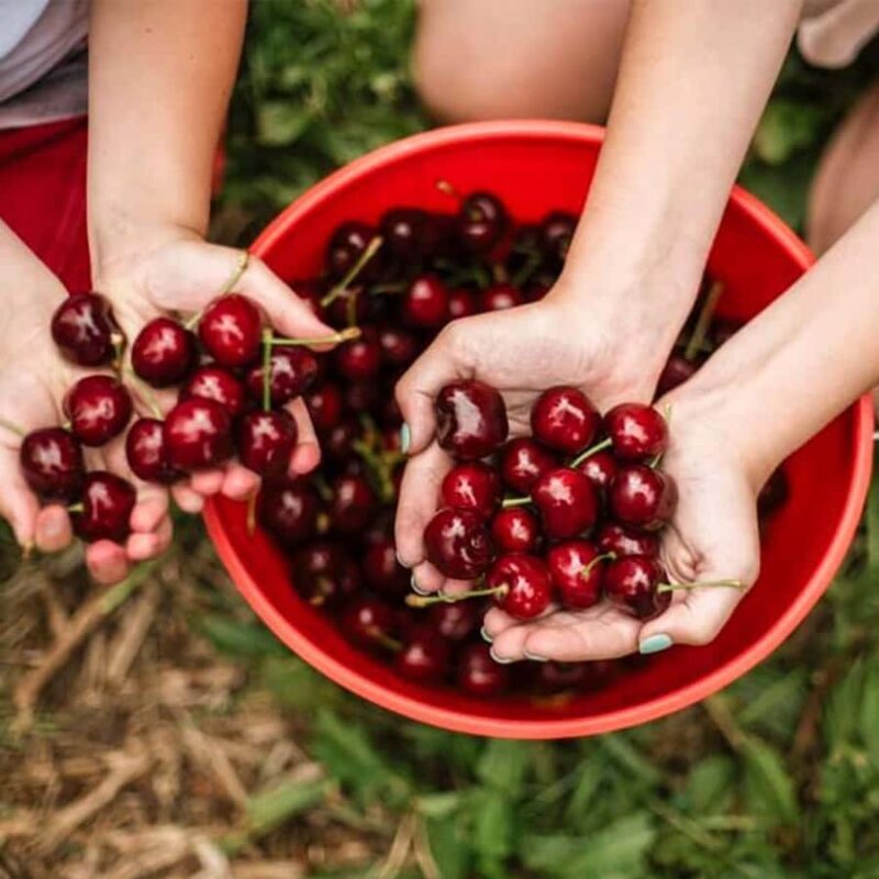 Melbourne: Yarra Valley Wine & Cherry Picking Day Trip - FAQs