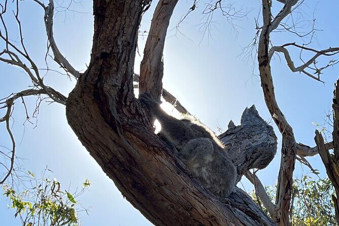 Melbourne Yarra Valley Wineries Explore Private Tour - Who Will Love This Tour?