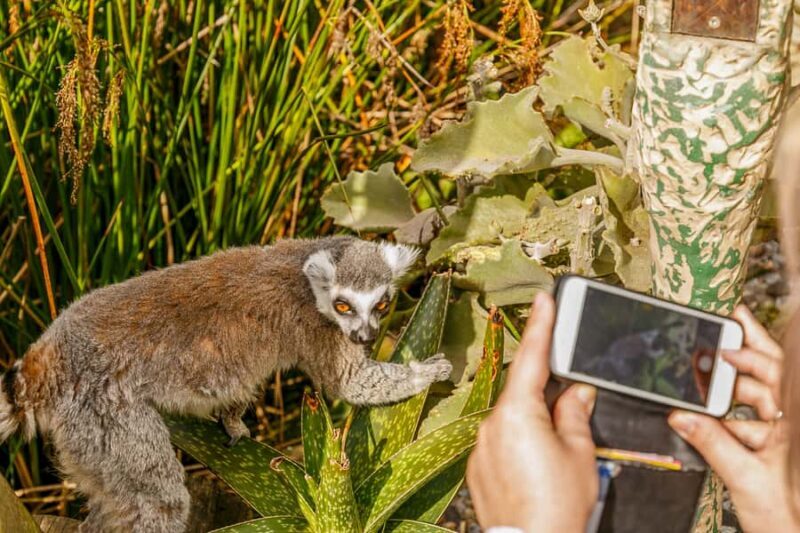 Melbourne Zoo: 1-Day Entry Ticket - Who Should Visit Melbourne Zoo?