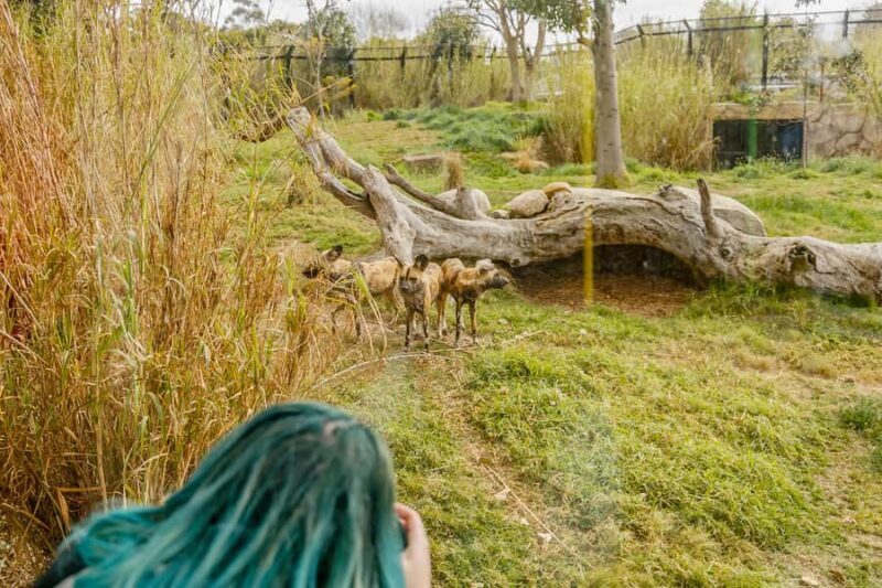 Melbourne Zoo: 1-Day Entry Ticket - FAQs