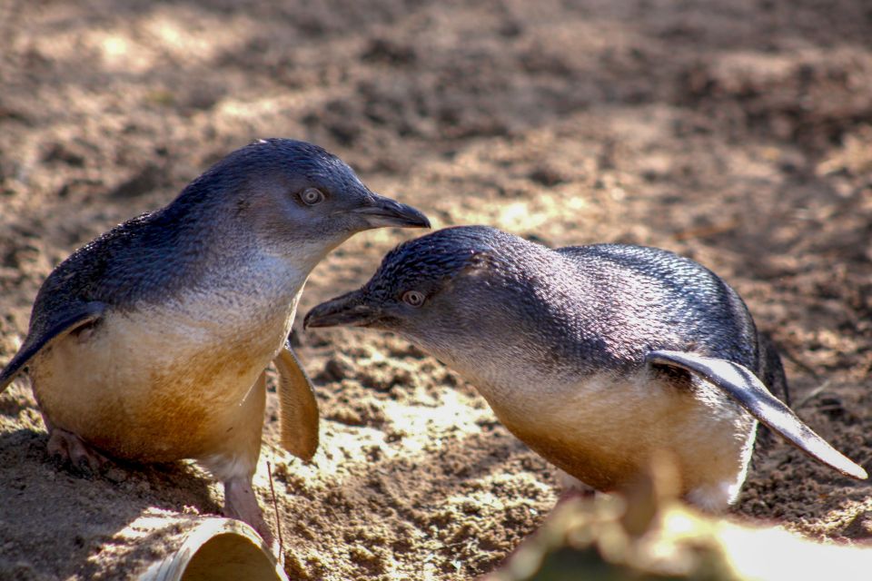 Melbourne: Zoo 1-Day Entry Ticket - Key Points