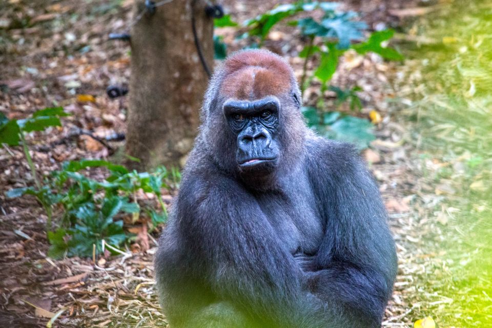 Melbourne: Zoo 1-Day Entry Ticket - Recap
