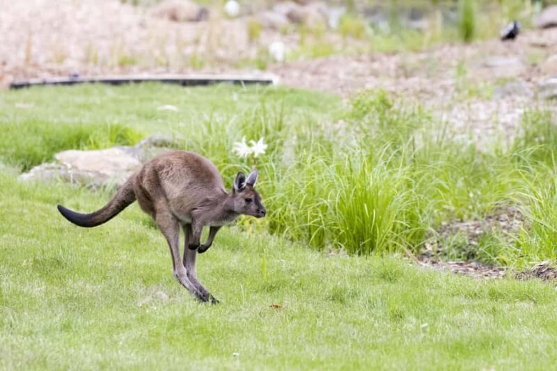 Melbourne Zoo: Australian Wildlife Experience Ticket - Key Points