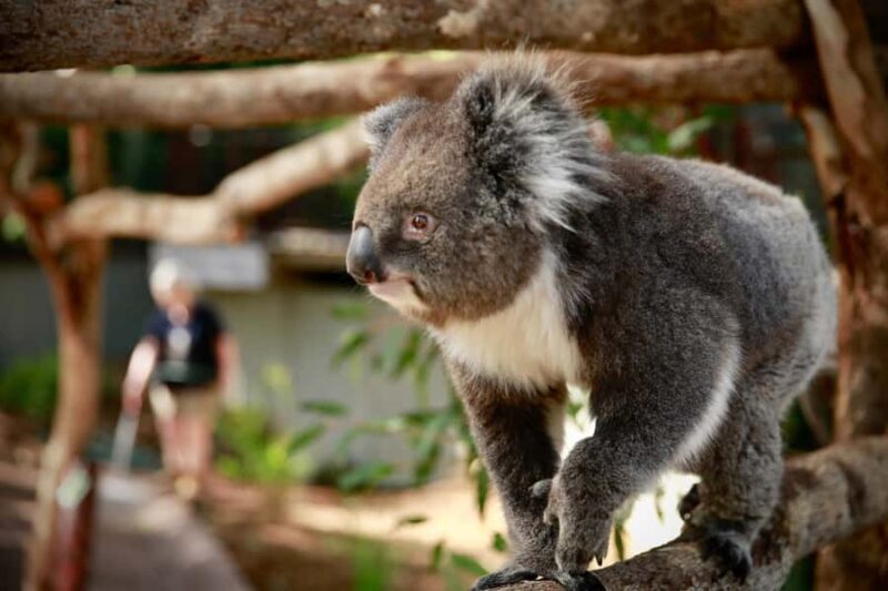 Melbourne Zoo: Australian Wildlife Experience Ticket - What the Reviews Tell Us