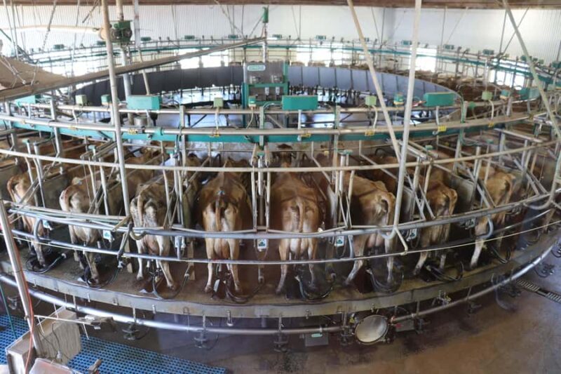 MelbournePhillip Island Tour 1 Day Tour - FAQs