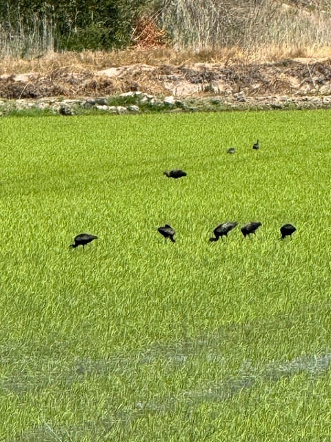 Melides: Moto 4 | Rice fields & Coastal Tour - What’s Included and Practical Details