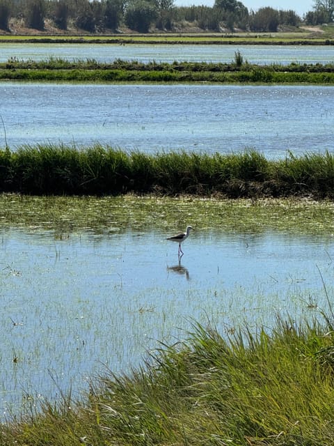 Melides: Moto 4 | Rice fields & Coastal Tour - FAQ