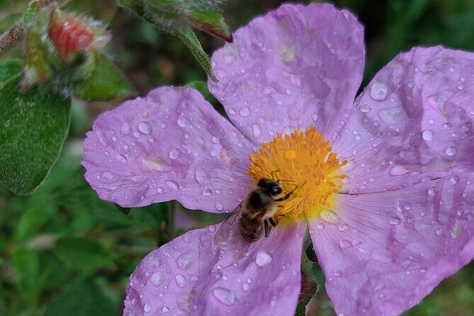Melissini Beekeeping Experience - How Does This Tour Offer Value?