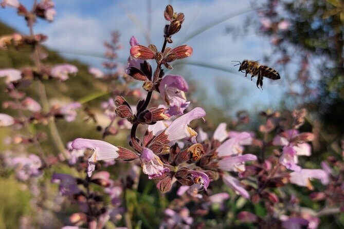 Melissini Beekeeping Experience - Practical Details and Tips