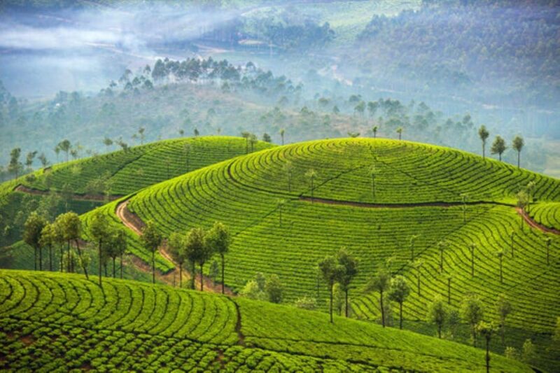 Memorable, Munnar Hill Station Tour (02 Nights / 03 Days) - Tour Highlights and Activities