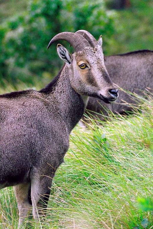 Memorable, Munnar Hill Station Tour (02 Nights / 03 Days) - Itinerary Details
