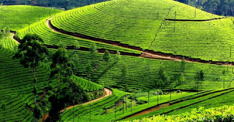 Memorable, Munnar Hill Station Tour (02 Nights / 03 Days) - Tour Overview