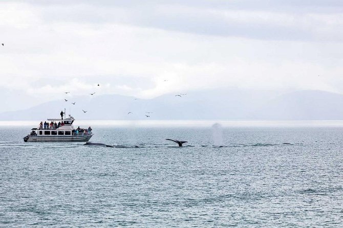 Mendenhall Glacier and Ultimate Whale Watch Combo - Mendenhall Glacier Experience