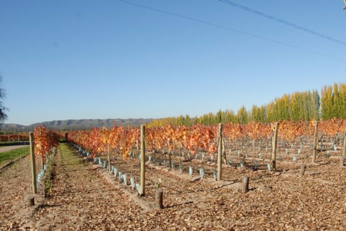 Mendoza: Full Day Wine Tour With 3 Course Lunch - Frequently Asked Questions