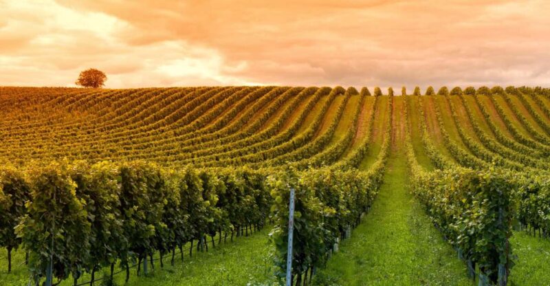 Mendoza: Small-Group Wineries Tour With Tasting and Lunch - Experience Highlights