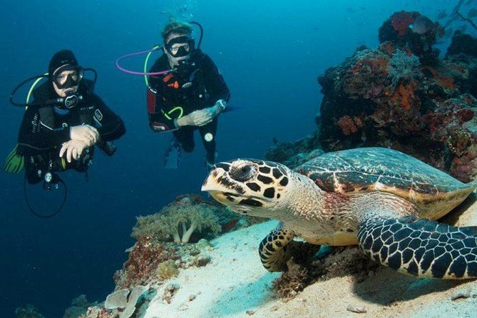 Menjangan Island Bali Diving Activity - Transfer and Pickup Options