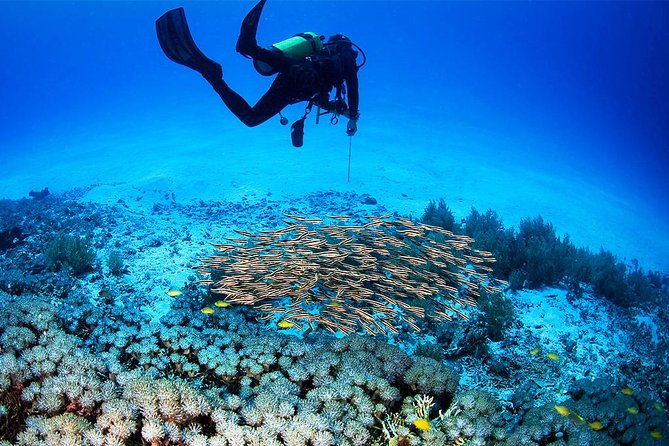 Menjangan Island Bali Diving Activity - What to Expect During the Dive