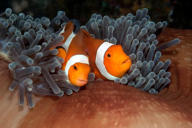 Menjangan Island for Certified Scuba Divers Full Day Boat Trip, 2 Dives + Lunch - Inclusions and Amenities