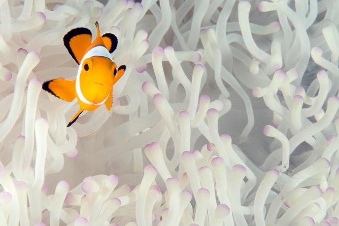 Menjangan Island for Certified Scuba Divers Full Day Boat Trip, 2 Dives + Lunch - Cancellation Policy