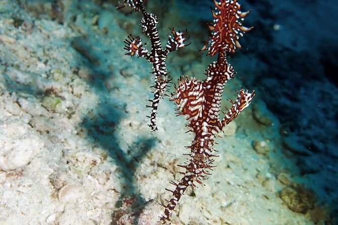 Menjangan Island Snorkeling Full Day Boat Trip - Menjangan Park Fee Pricing