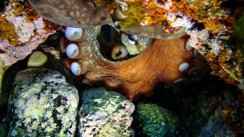 Menorca: Cala Galdana Try Scuba Diving for Beginners - Key Points