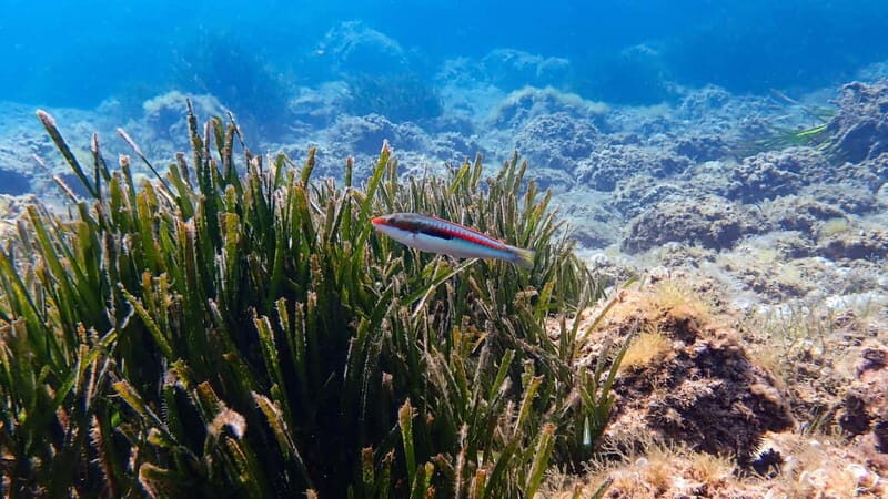 Menorca: Cala Galdana Try Scuba Diving for Beginners - What’s Included and What to Bring