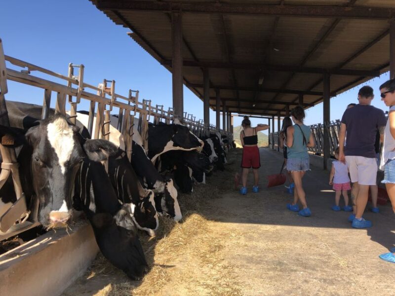 Menorca: Cheesemaking and Farm-Fresh Product Tasting - Personalizing Your Cheese Creation