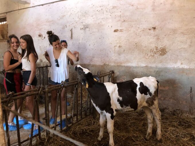 Menorca: Cheesemaking and Farm-Fresh Product Tasting - Learning Traditional Farming Methods