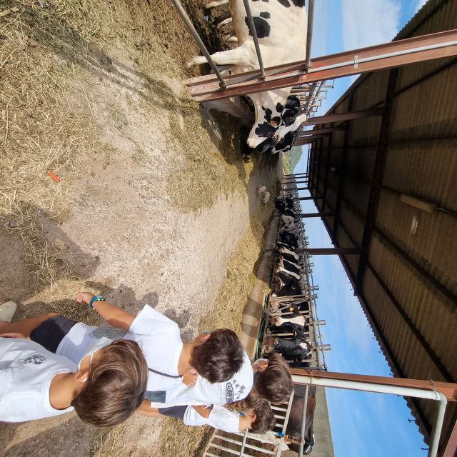 Menorca: Cheesemaking and Farm-Fresh Product Tasting - Authentic Minorcan Experience