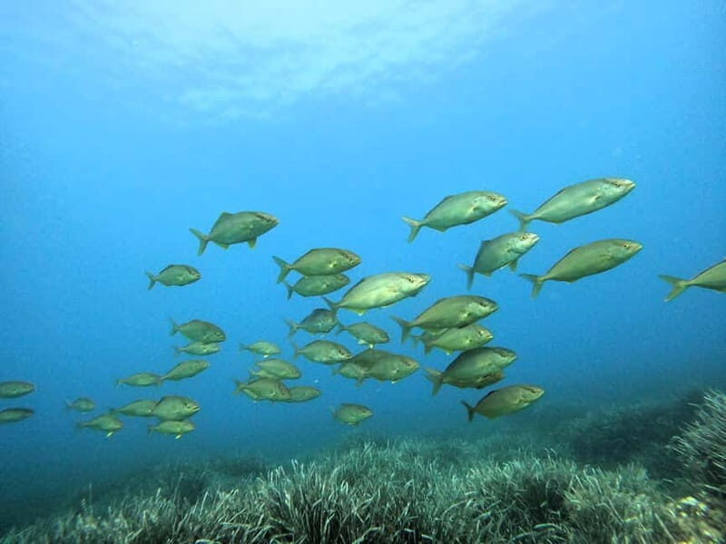 Menorca: Try scuba diving in Cala'n Bosch -BLUEWATER MENORCA - Key Points