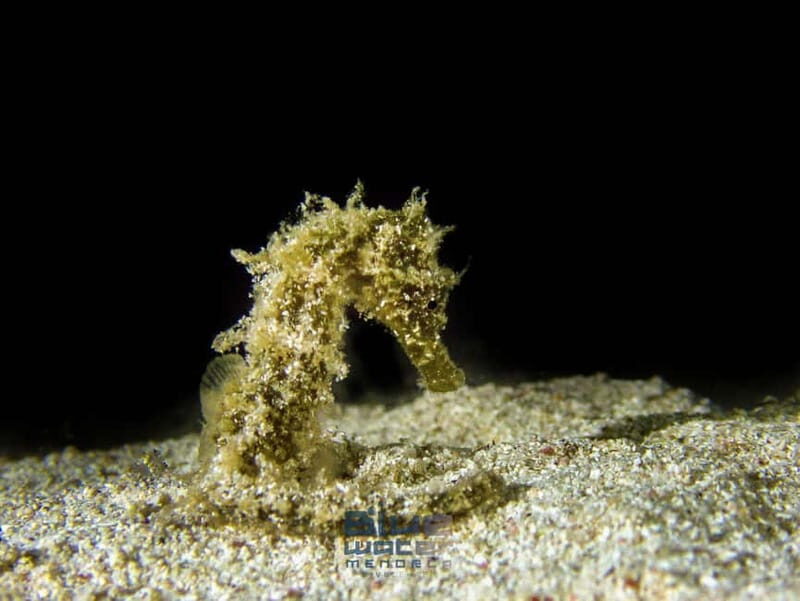 Menorca: Try scuba diving in Cala'n Bosch -BLUEWATER MENORCA - Who Will Enjoy This Tour?