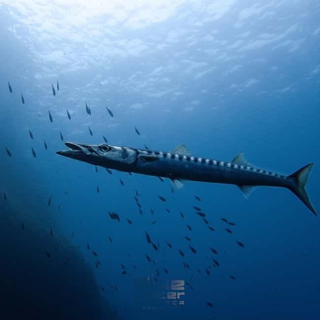 Menorca: Try scuba diving in Cala'n Bosch -BLUEWATER MENORCA - FAQs