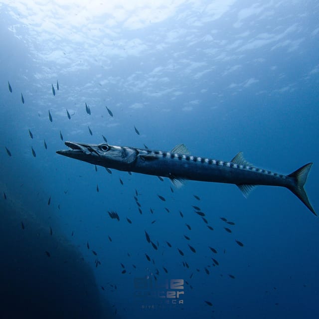 MENORCA: Try Scuba Diving in Calan Bosch -Bluewater MENORCA - Customer Testimonials