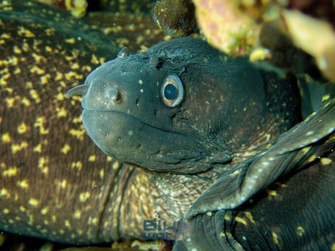 MENORCA: Try Scuba Diving in Calan Bosch -Bluewater MENORCA - Frequently Asked Questions