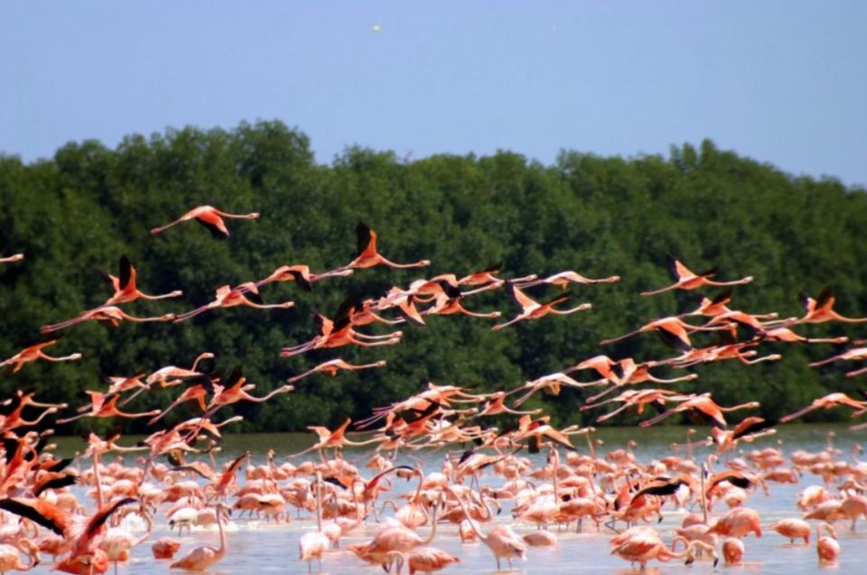 Merida: Celestun Biosphere Reserve and Beach Private Tour - Key Points