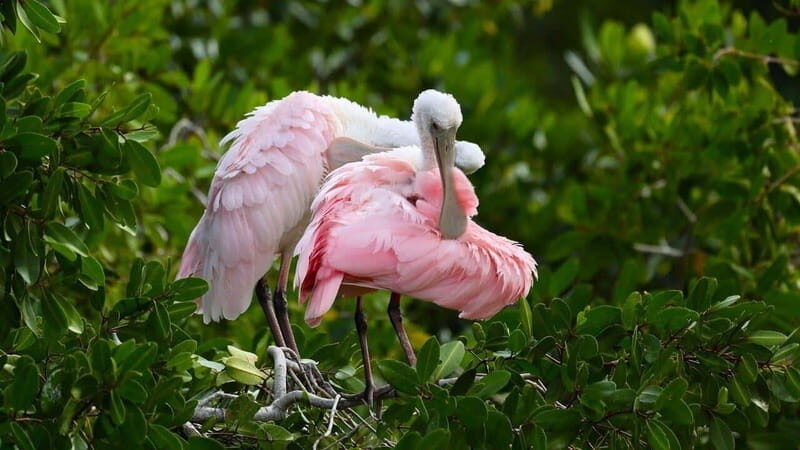 Merida: Celestun Boat Ride Mangrove Experience! Beach Time - A Detailed Look at the Tour Experience