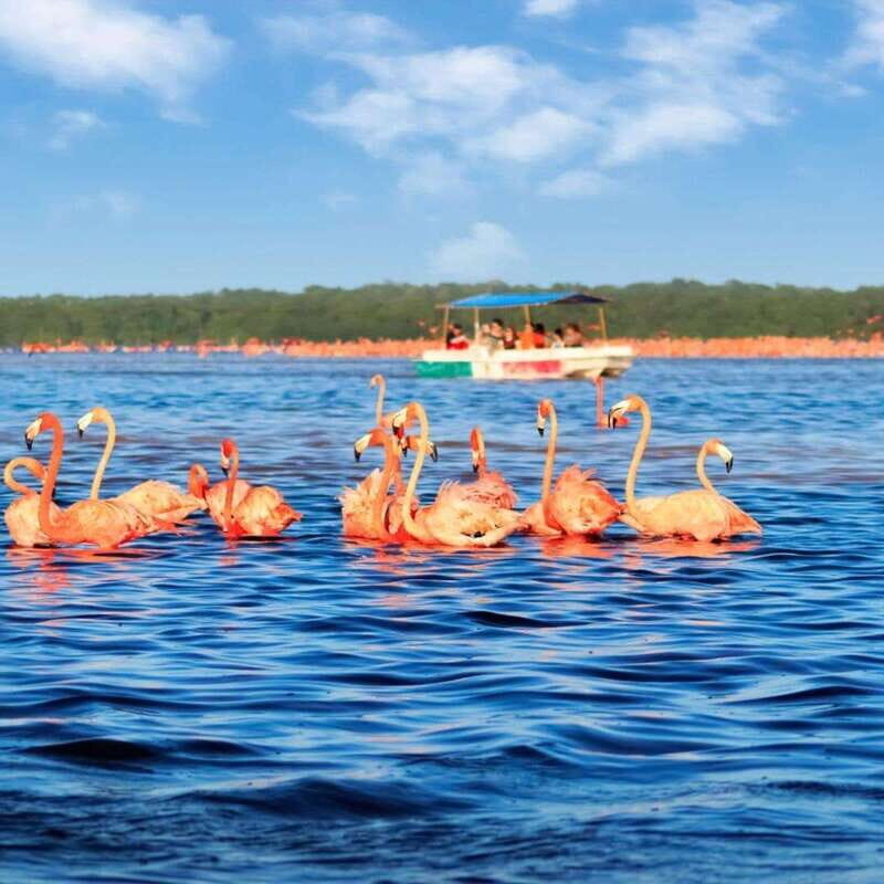 Merida: Celestun Boat Ride Mangrove Experience! Beach Time - Final Thoughts