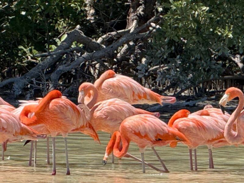 Mérida: Celestun Mangrove Boat Tour with Lunch - Key Points