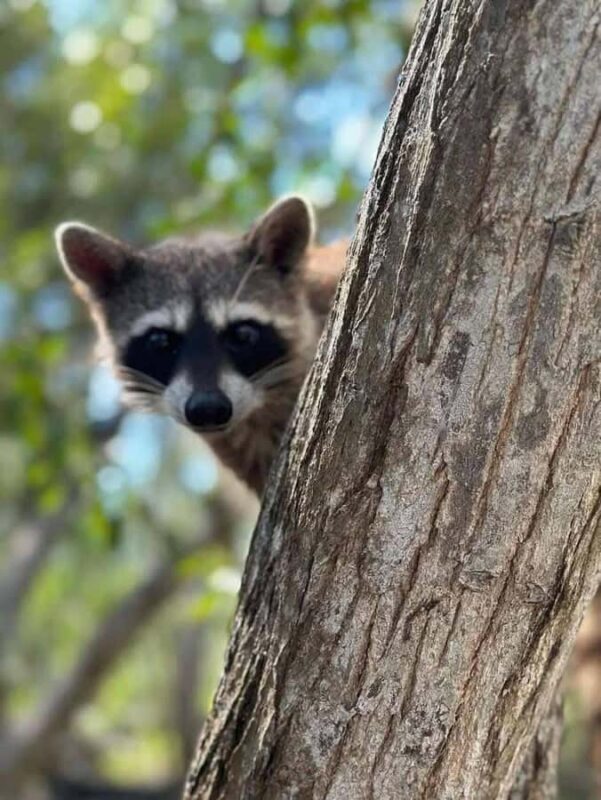 Mérida: Celestun Mangrove Boat Tour with Lunch - The Itinerary: What to Expect on This Tour