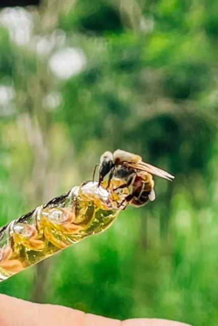 Merida: World of Melipona Bees Exploration Tour - Key Points