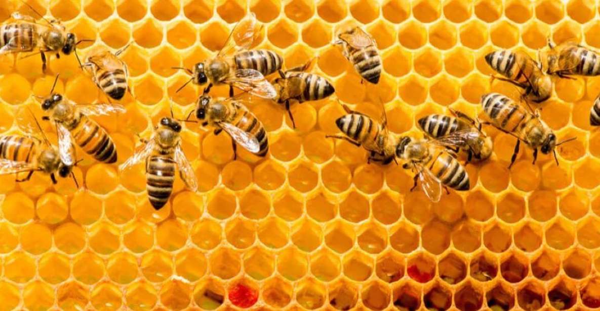 Merida: World of Melipona Bees Exploration Tour - Beekeeper Experience