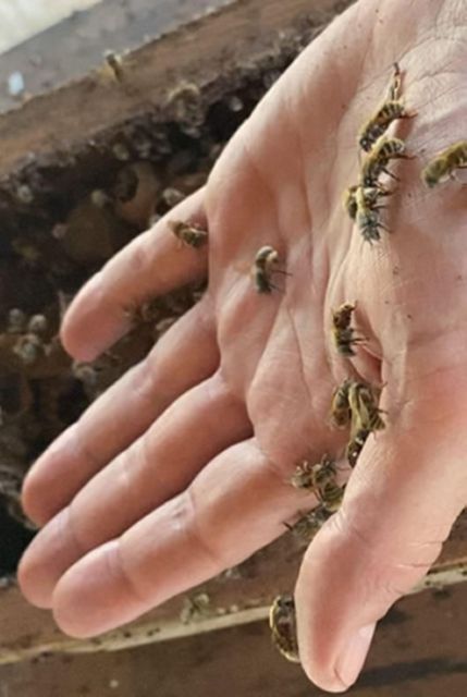 Merida: World of Melipona Bees Exploration Tour - Candle Workshop