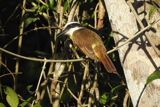 Merida Yucatan Birdwatching Activity - Final Thoughts