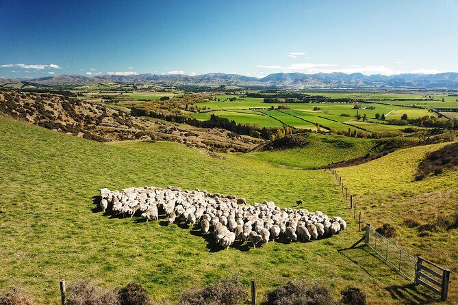 Merino Farm Experience - A Practical Guide to the Merino Farm Experience