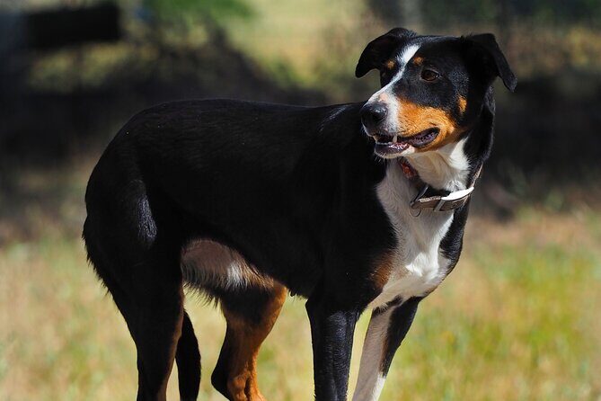 Merino Farm Experience - The Itinerary: What to Expect