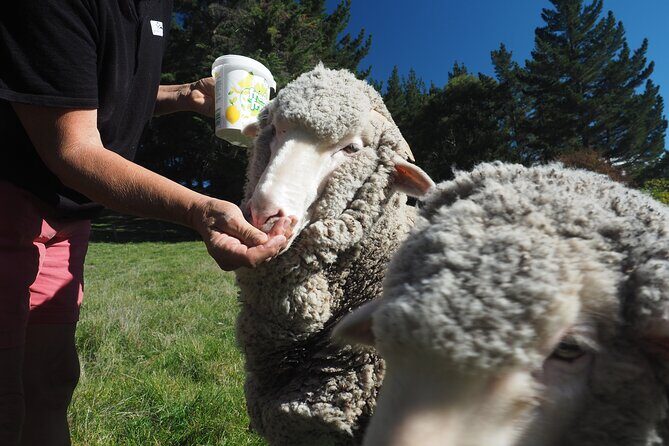Merino Farm Experience - Who Should Consider This Tour?